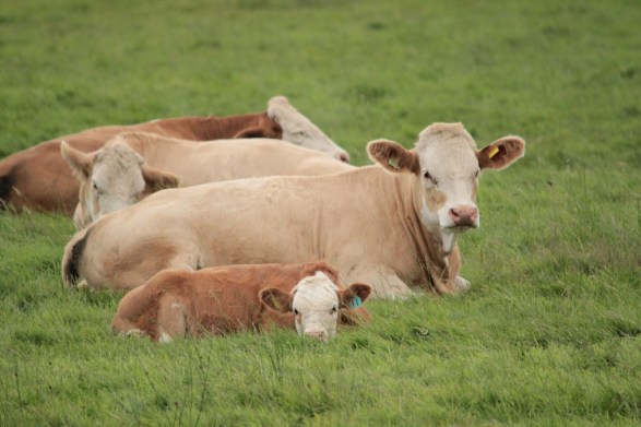 6041937229_66a685d03c_b